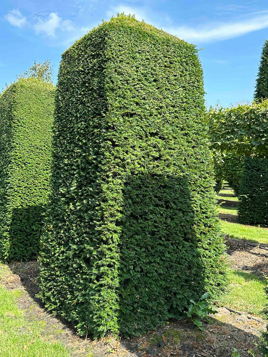 TB TOPIARY #049