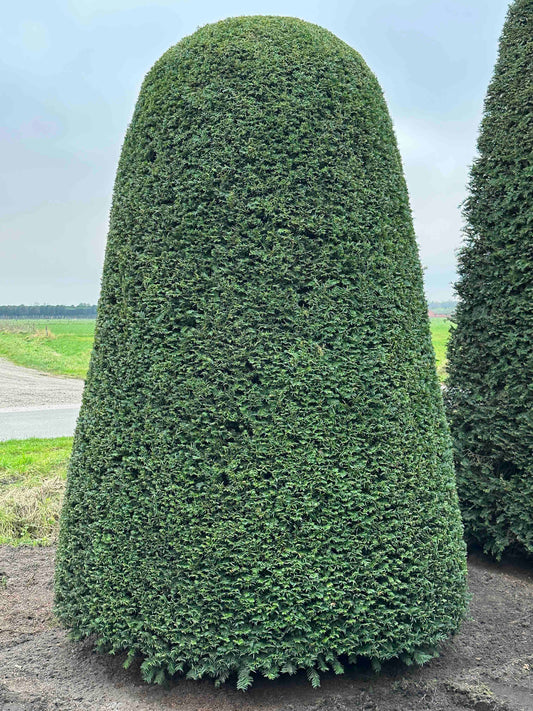 TB TOPIARY #121