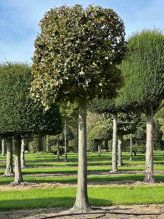CB TOPIARY #127