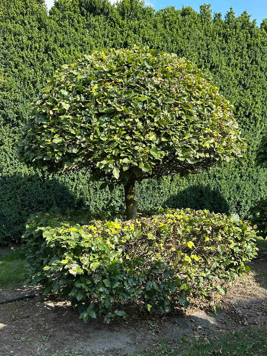 FS TOPIARY #055