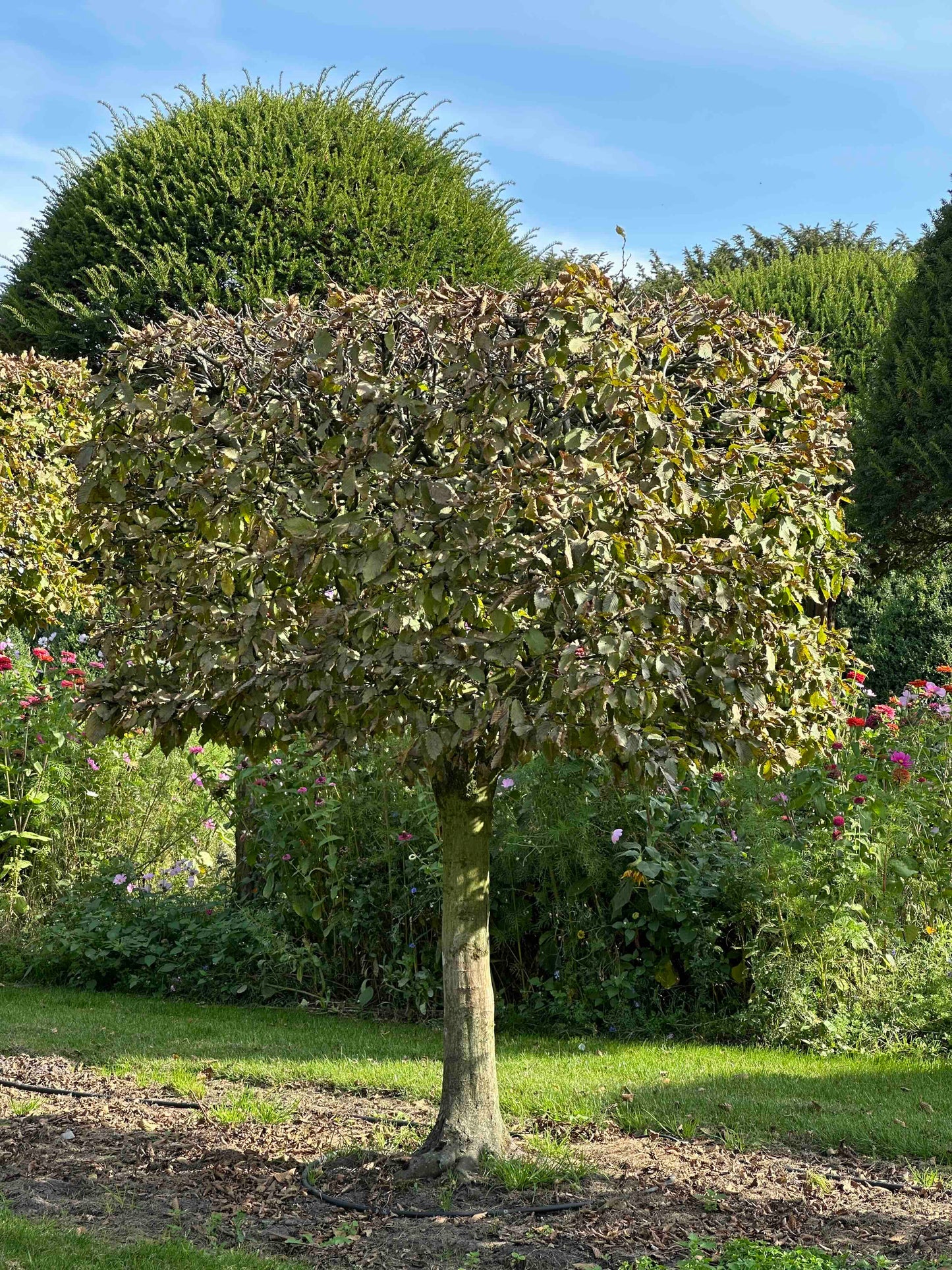 CB TOPIARY #103