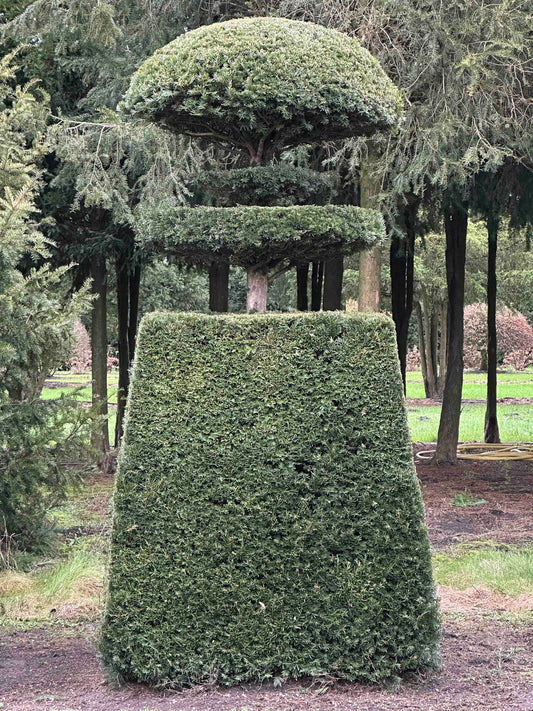 TB TOPIARY #400