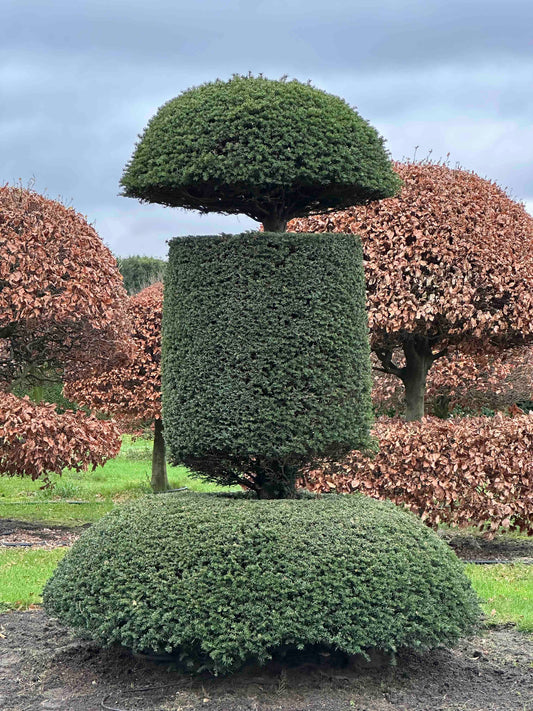TB TOPIARY #372