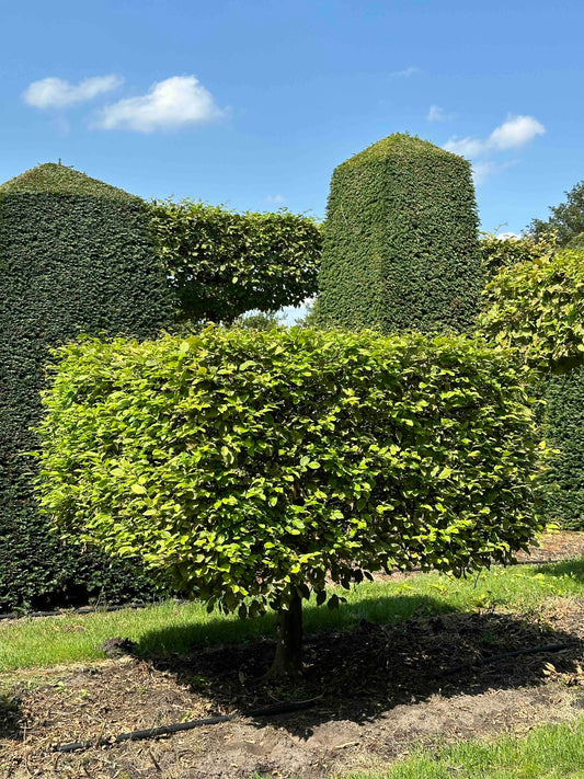 CB TOPIARY #014