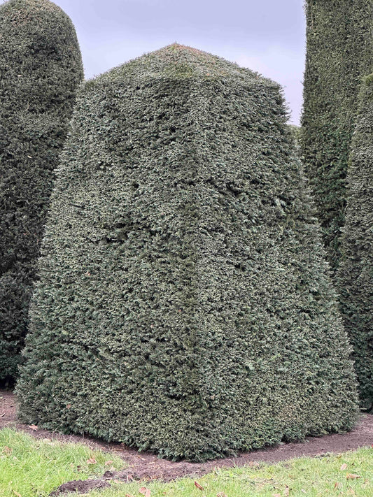 TB TOPIARY #186