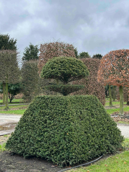 TB TOPIARY #375