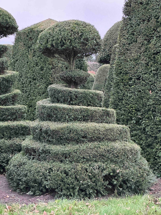 TB TOPIARY #207