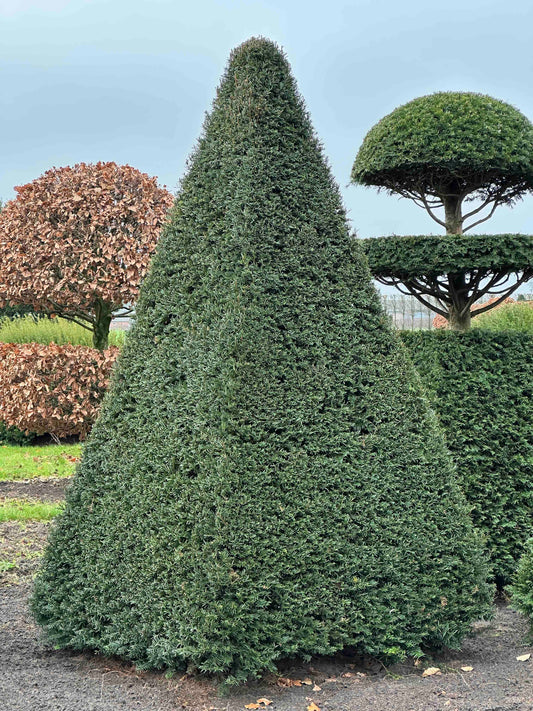 TB TOPIARY #227