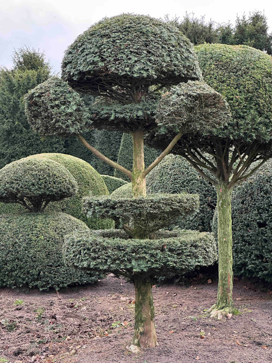 TB TOPIARY #456
