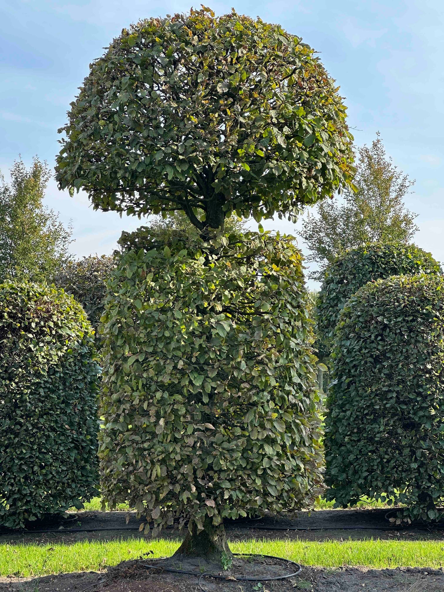 CB TOPIARY #152