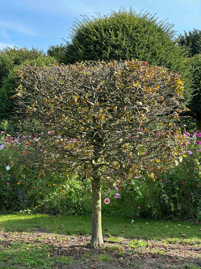 CB TOPIARY #107