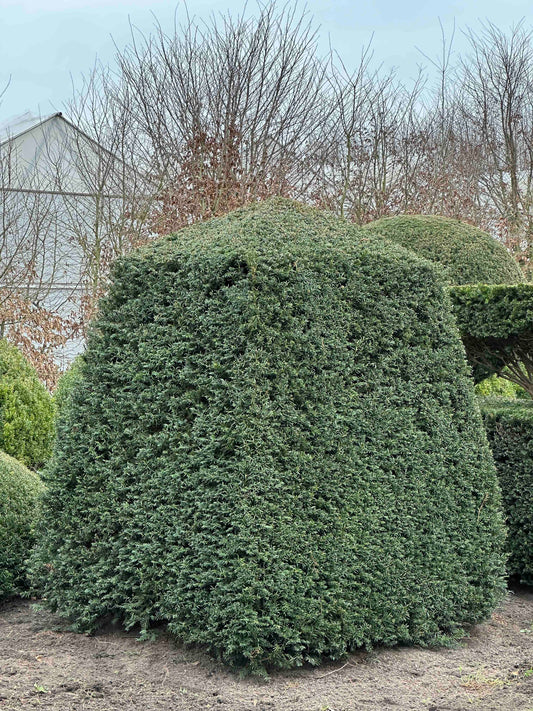 TB TOPIARY #424