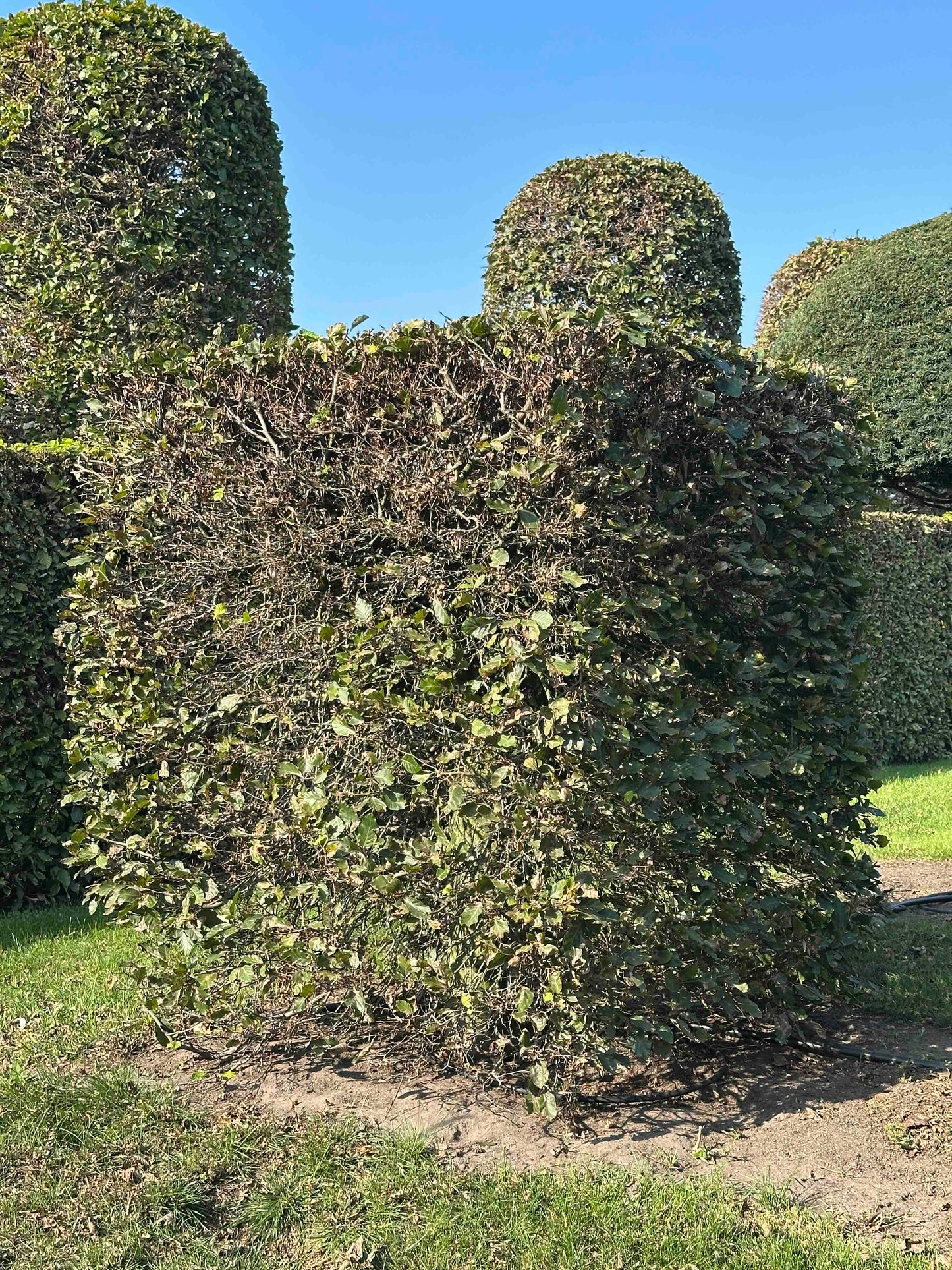 FS TOPIARY #017