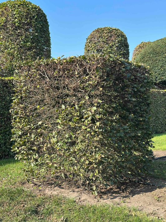 FS TOPIARY #017