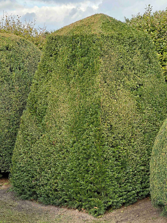 TB TOPIARY #349