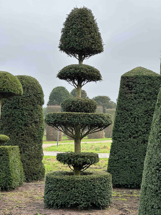 TB TOPIARY #169