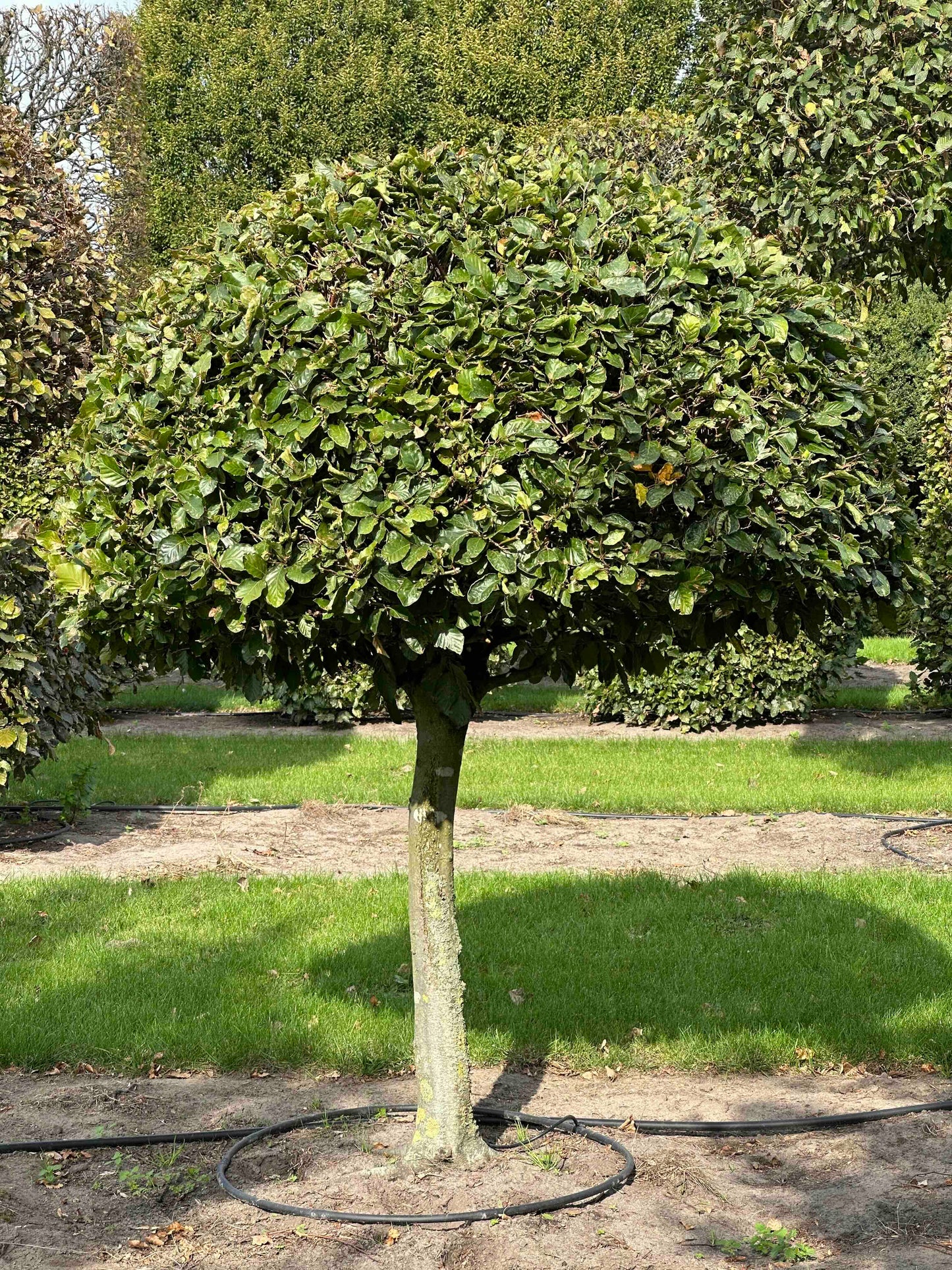 FS TOPIARY #097