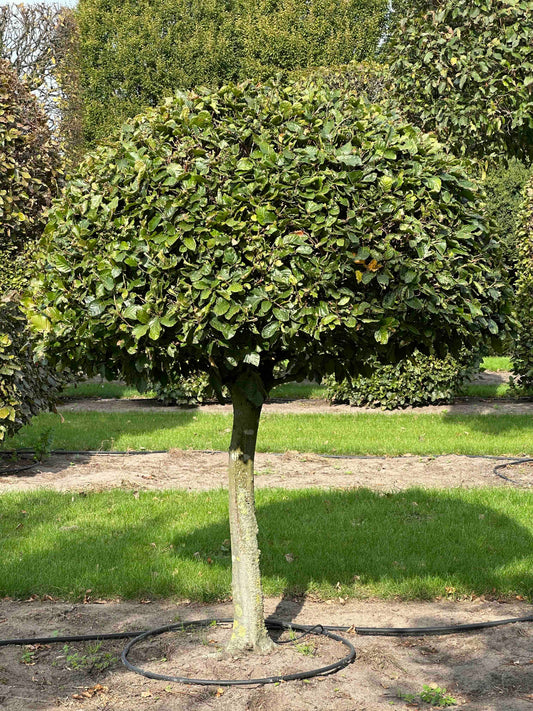 FS TOPIARY #097