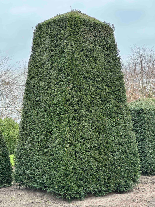 TB TOPIARY #423