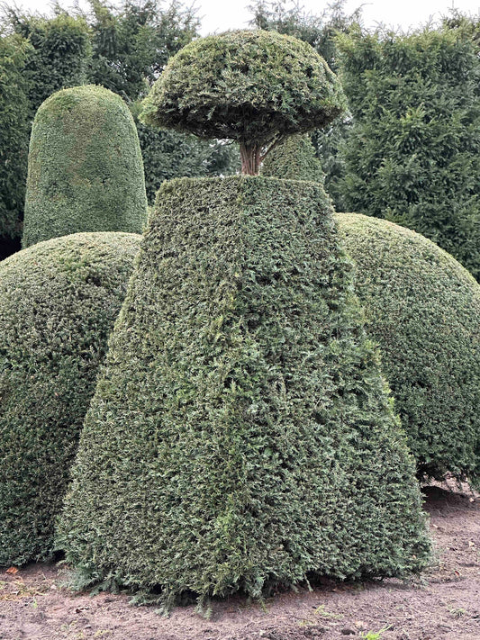 TB TOPIARY #463