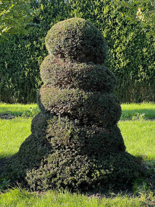 TB TOPIARY #68