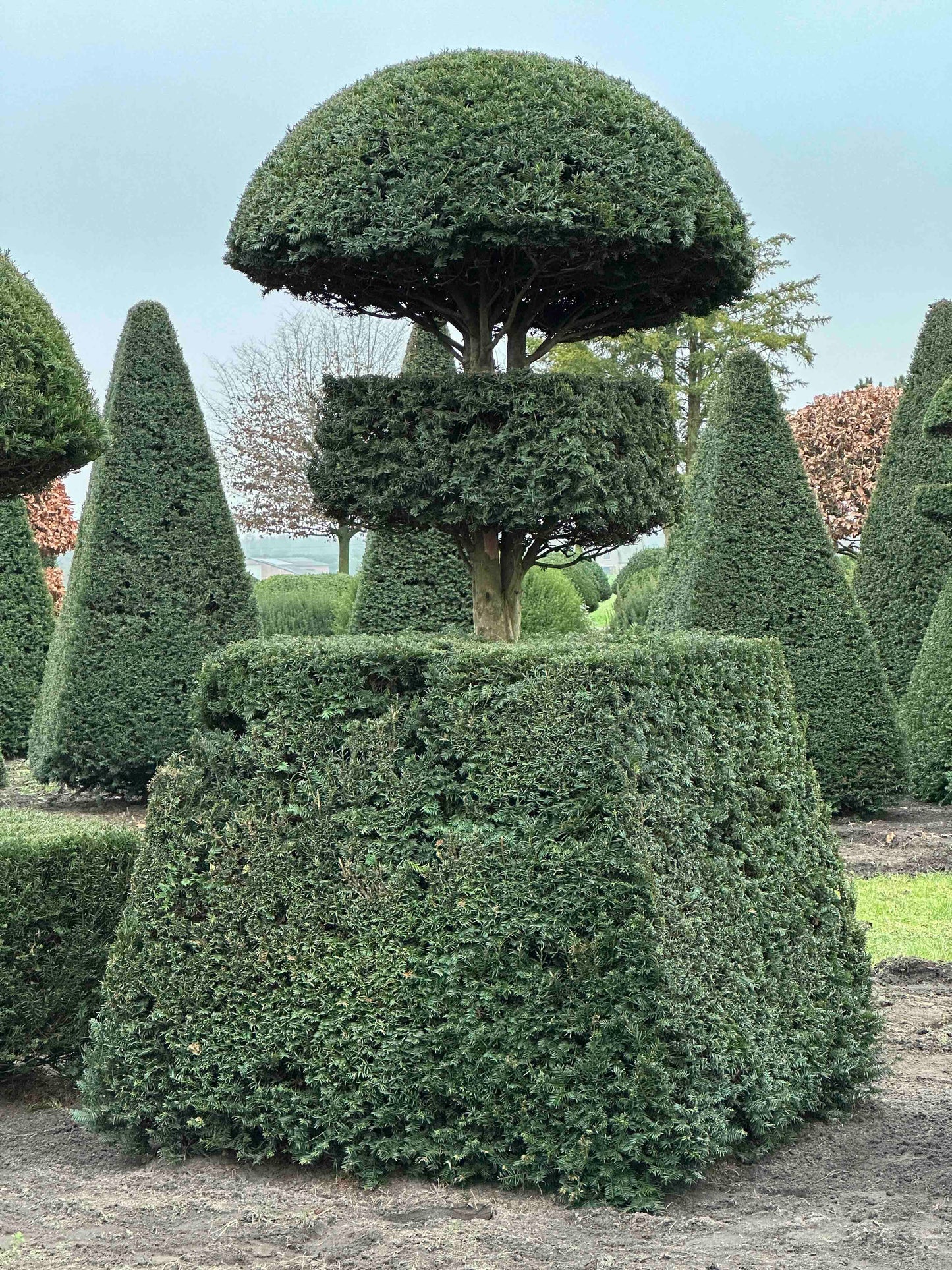 TB TOPIARY #199