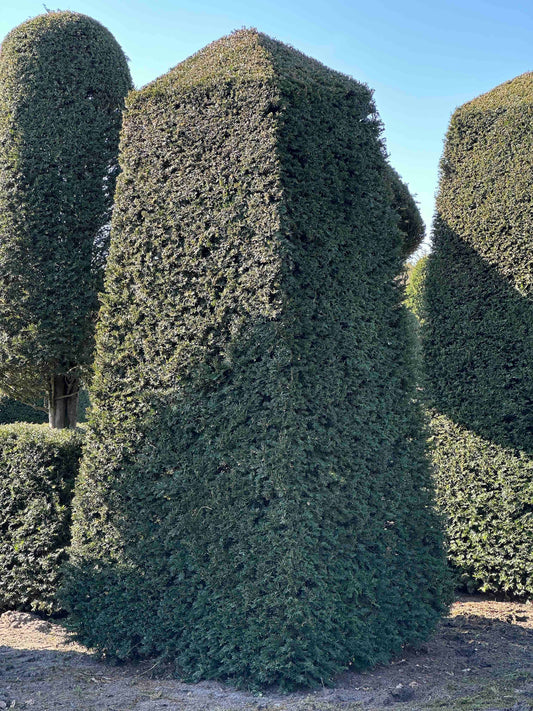 TB TOPIARY #532