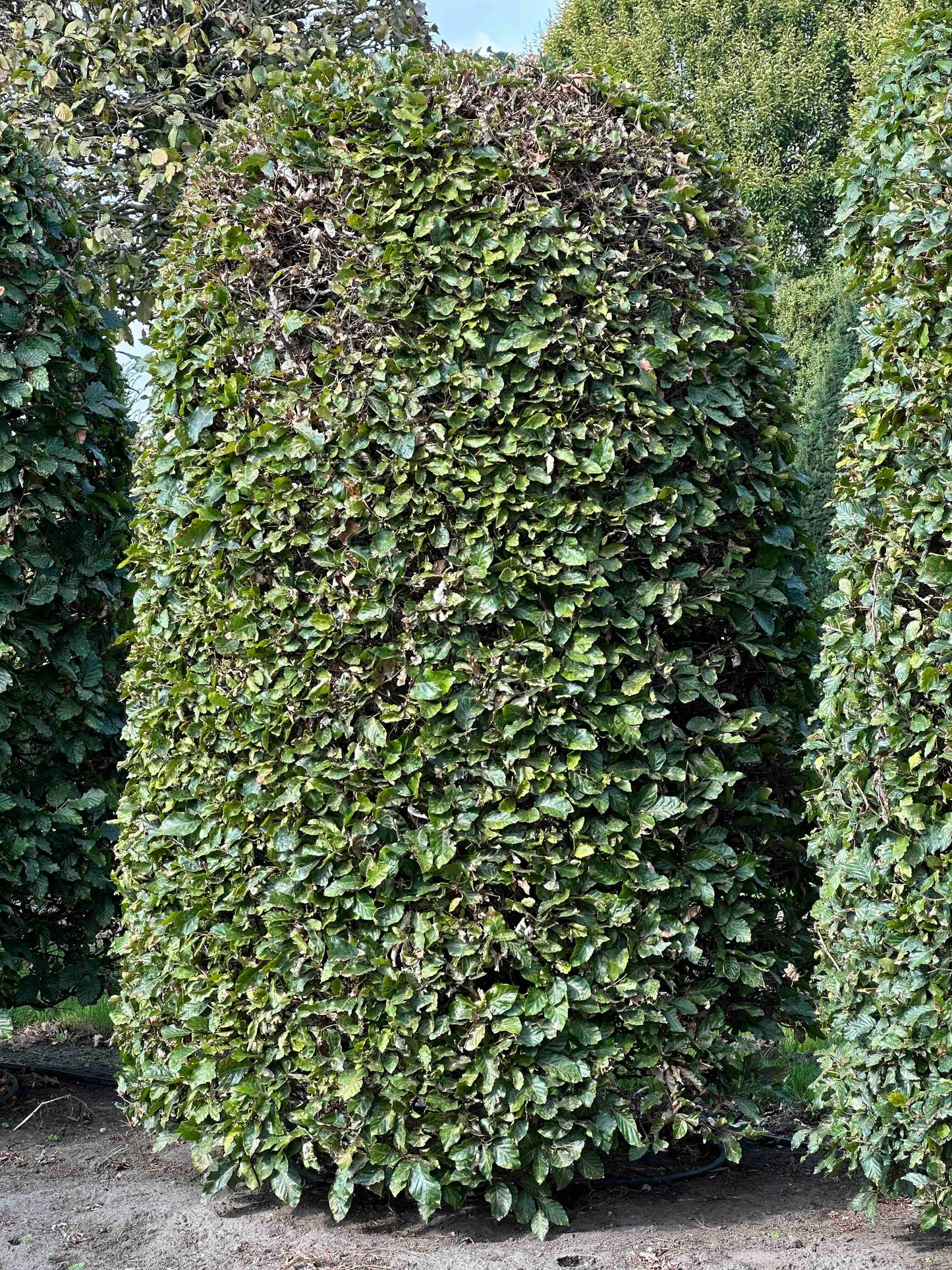 FS TOPIARY #125