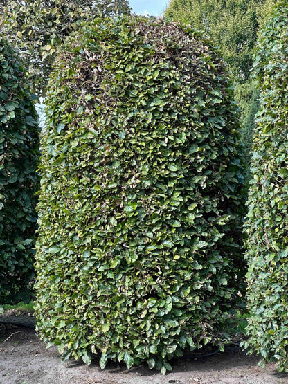 FS TOPIARY #125