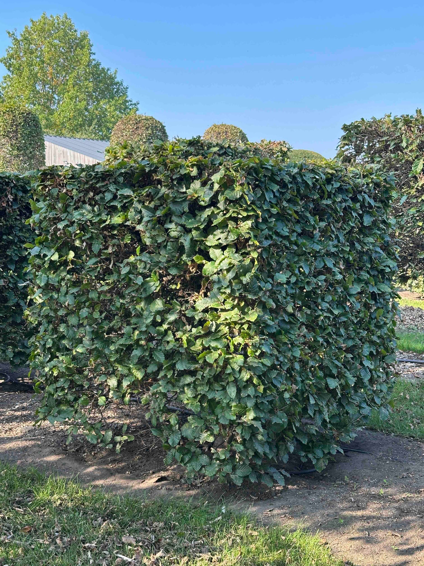 FS TOPIARY #005
