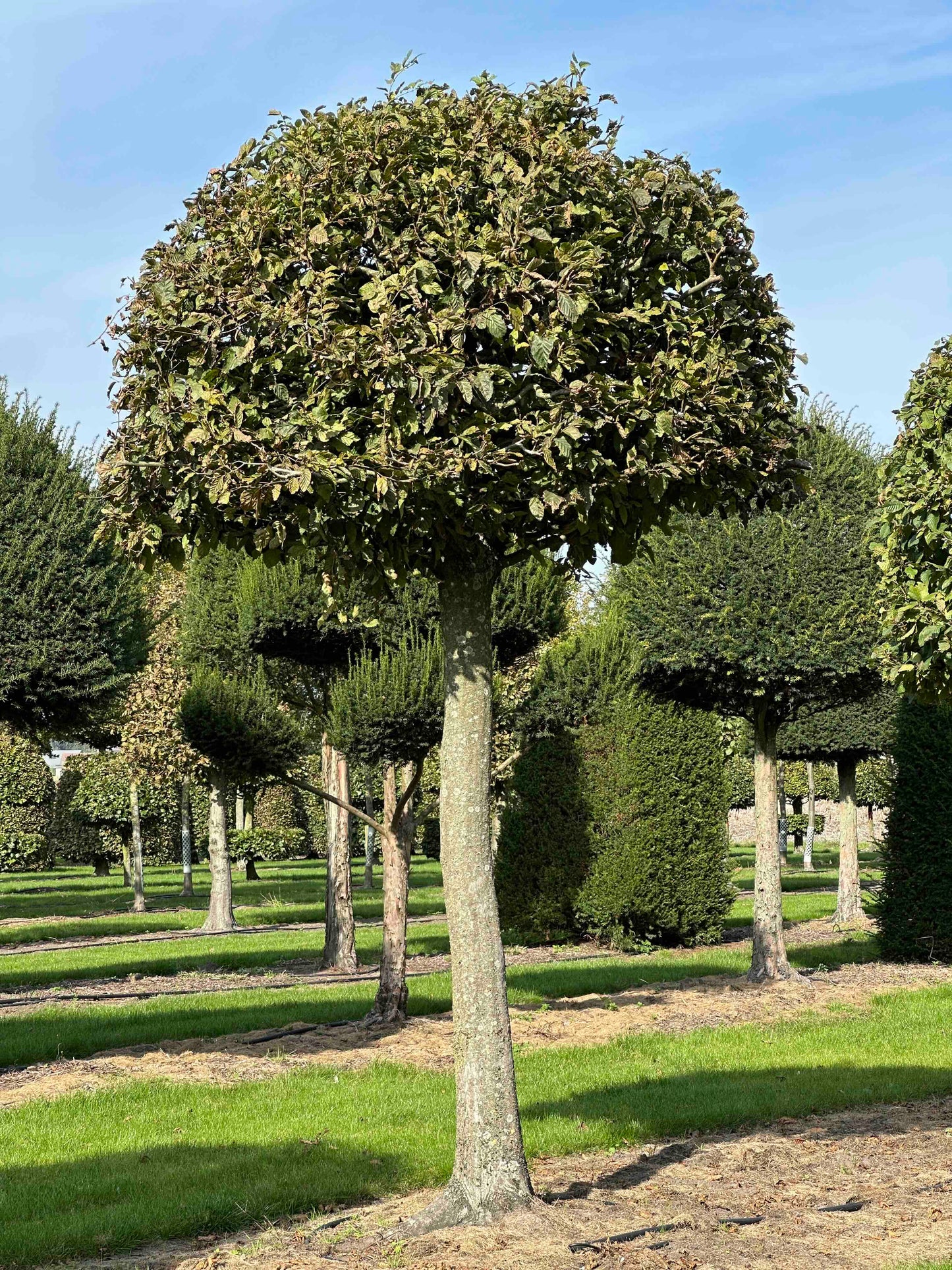 CB TOPIARY #126
