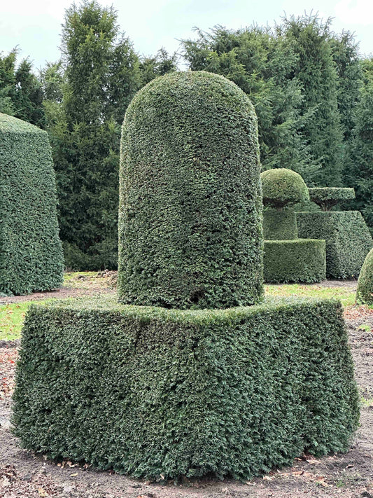 TB TOPIARY #465