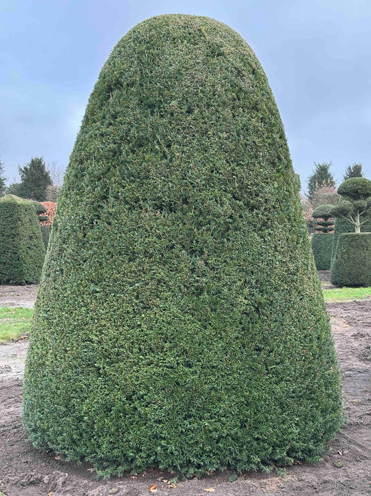 TB TOPIARY #175