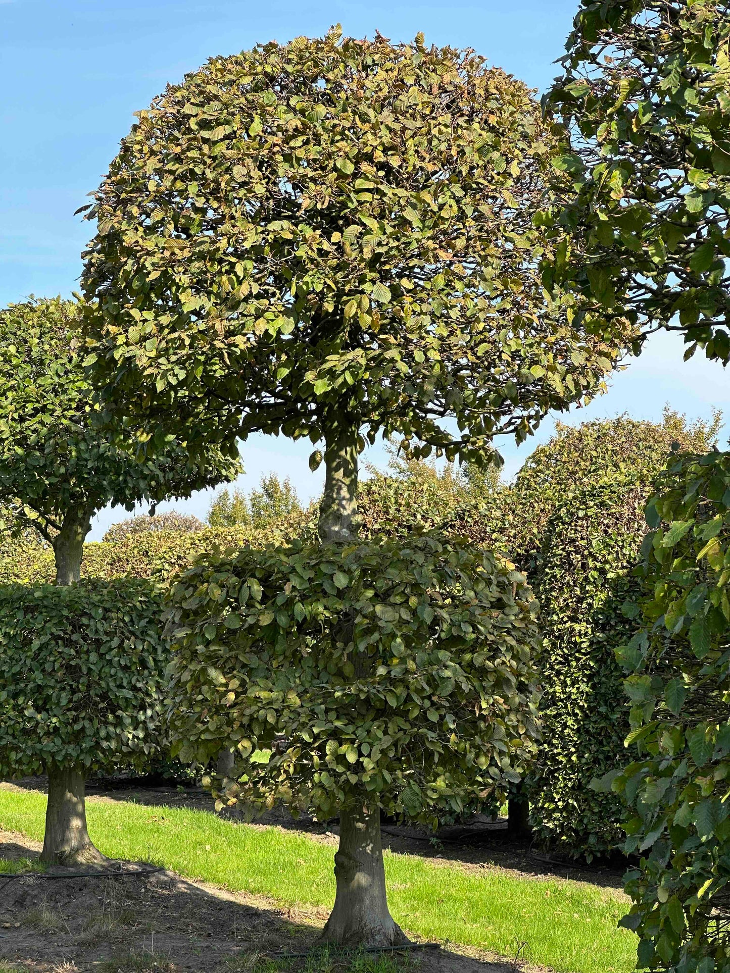 CB TOPIARY #162