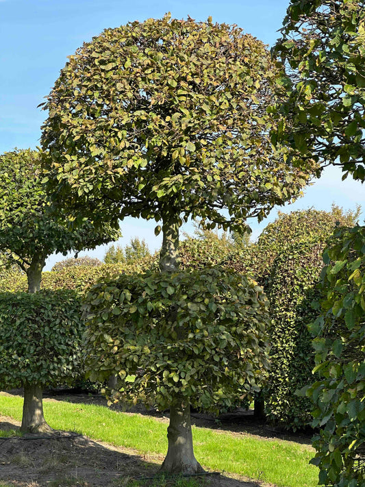 CB TOPIARY #162