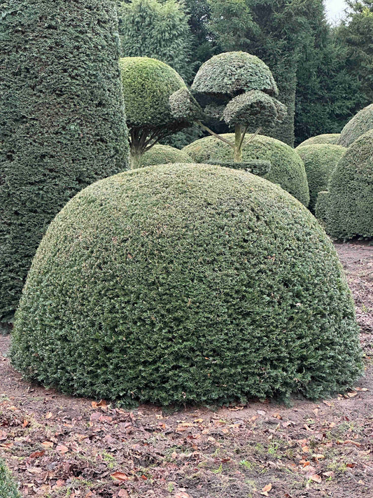TB TOPIARY #426