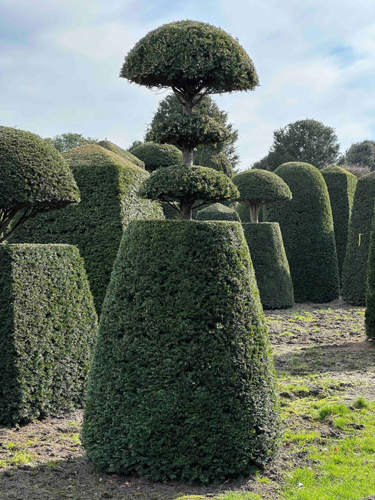 TB TOPIARY #528