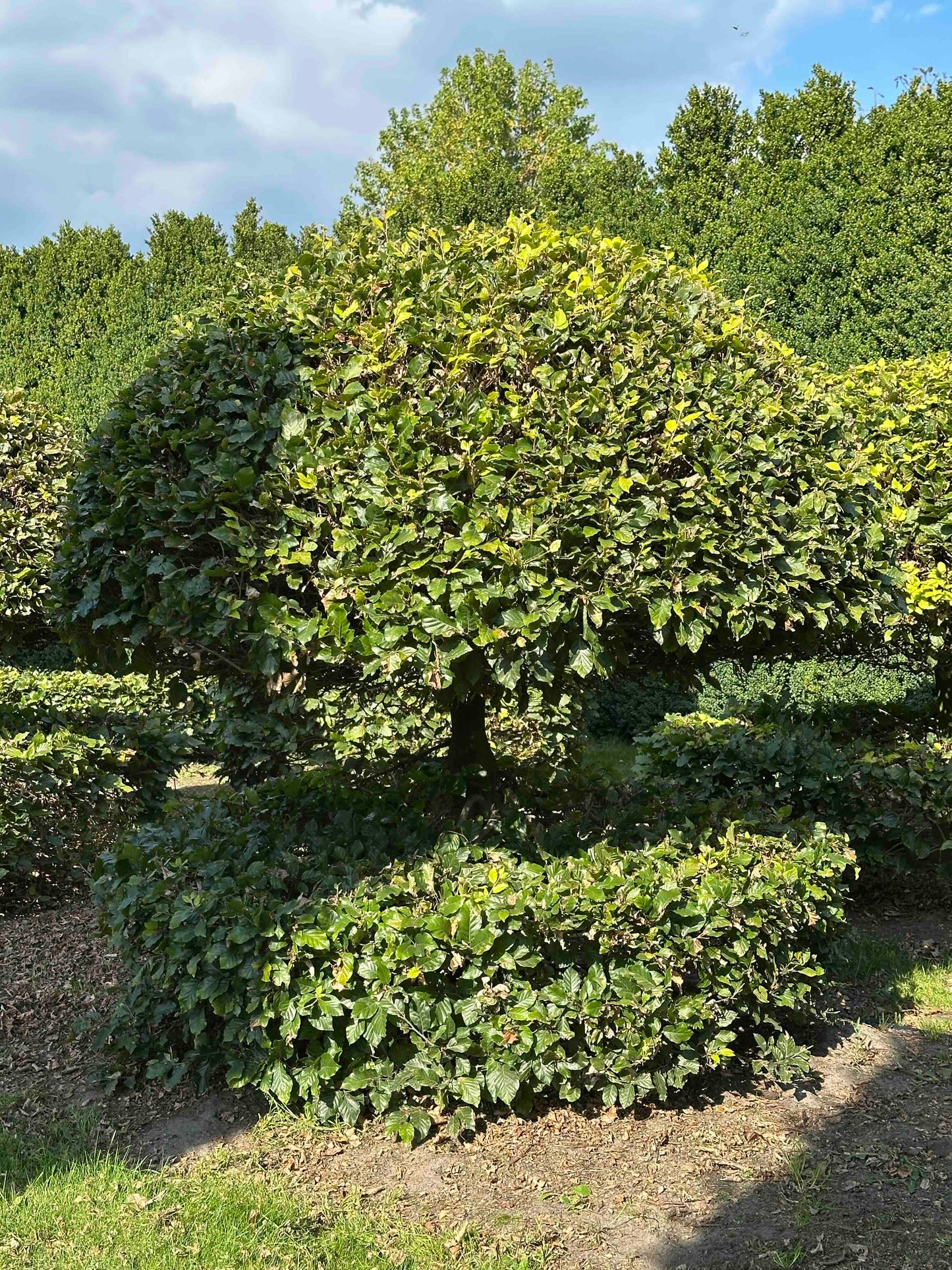 FS TOPIARY #065