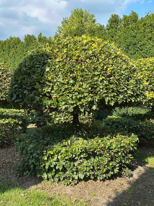 FS TOPIARY #065