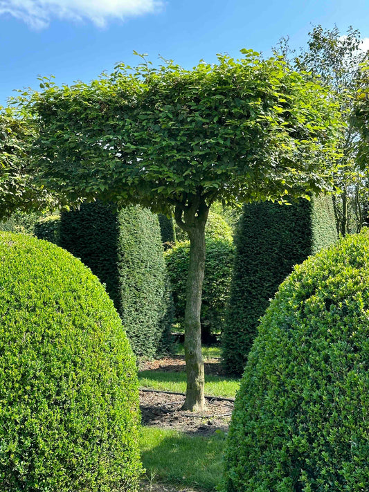 CB TOPIARY #028