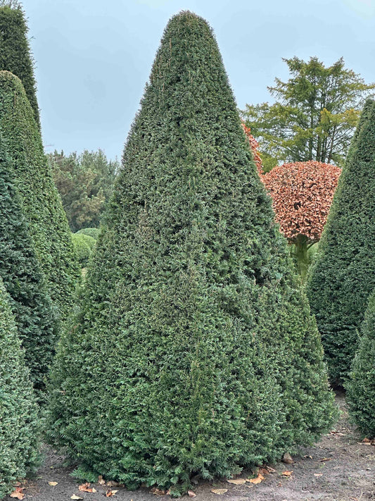 TB TOPIARY #236