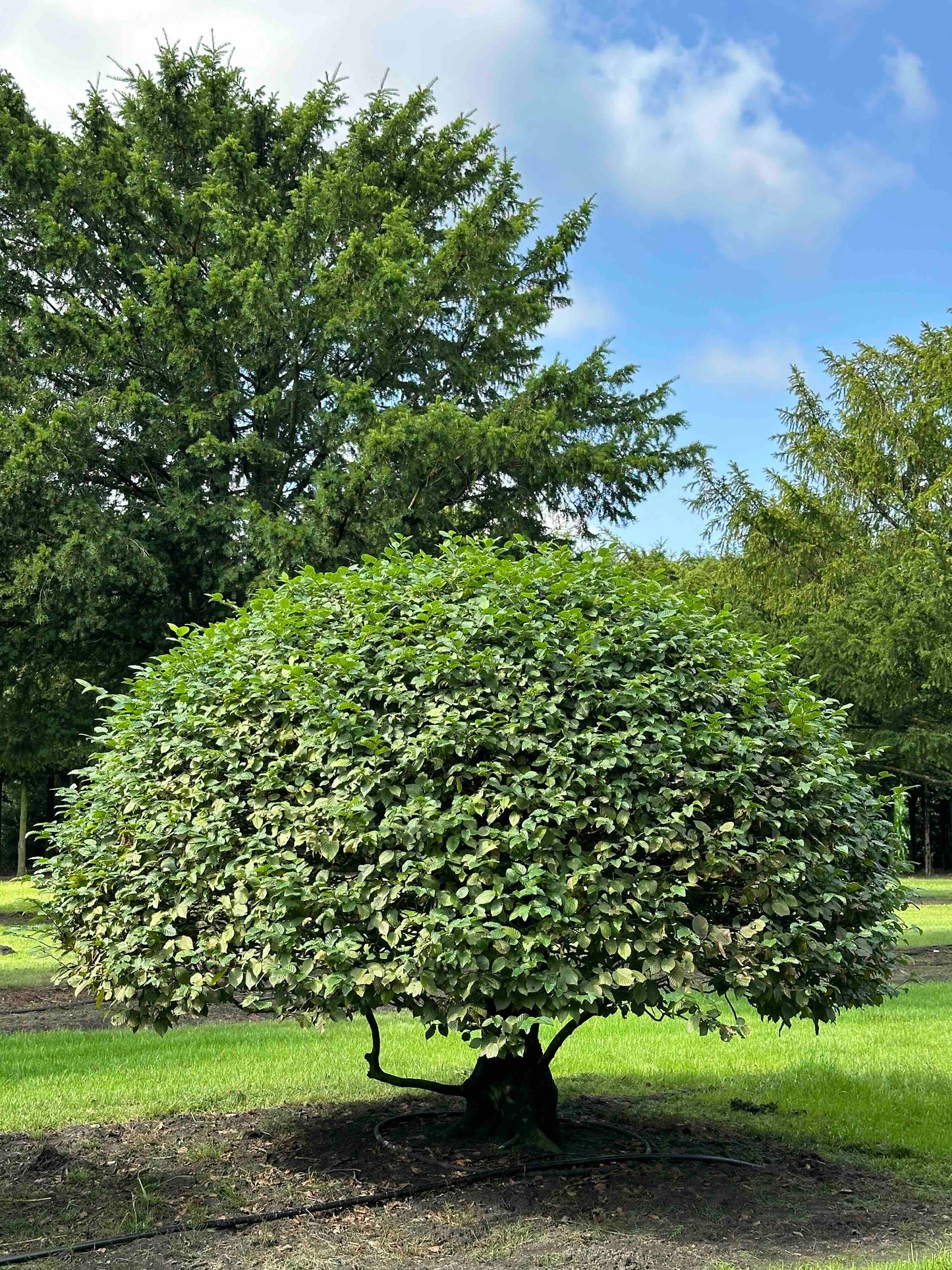 CB TOPIARY #172