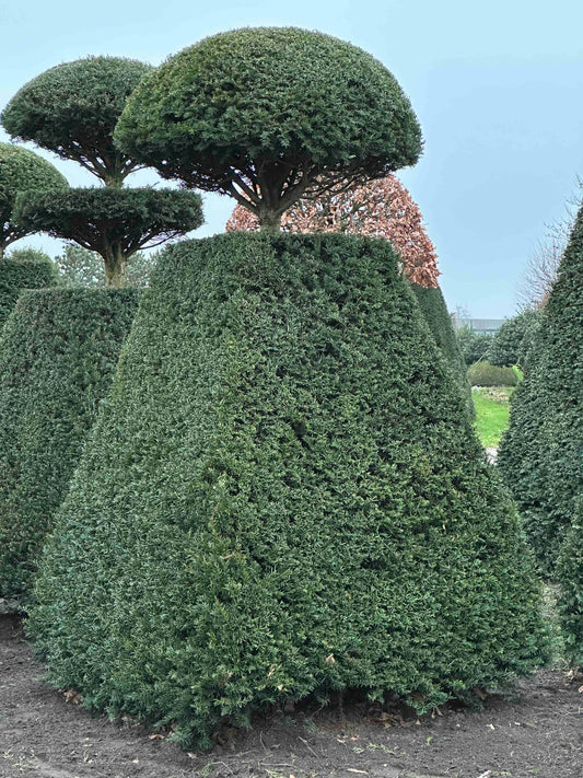 TB TOPIARY #218