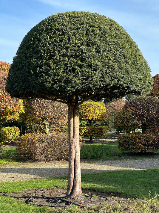 TB TOPIARY #588