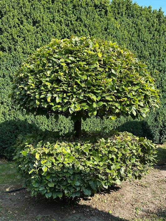 FS TOPIARY #056