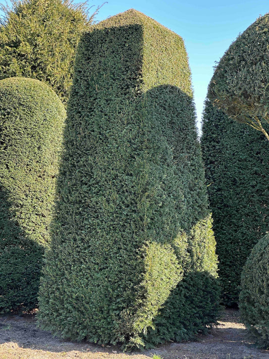 TB TOPIARY #531