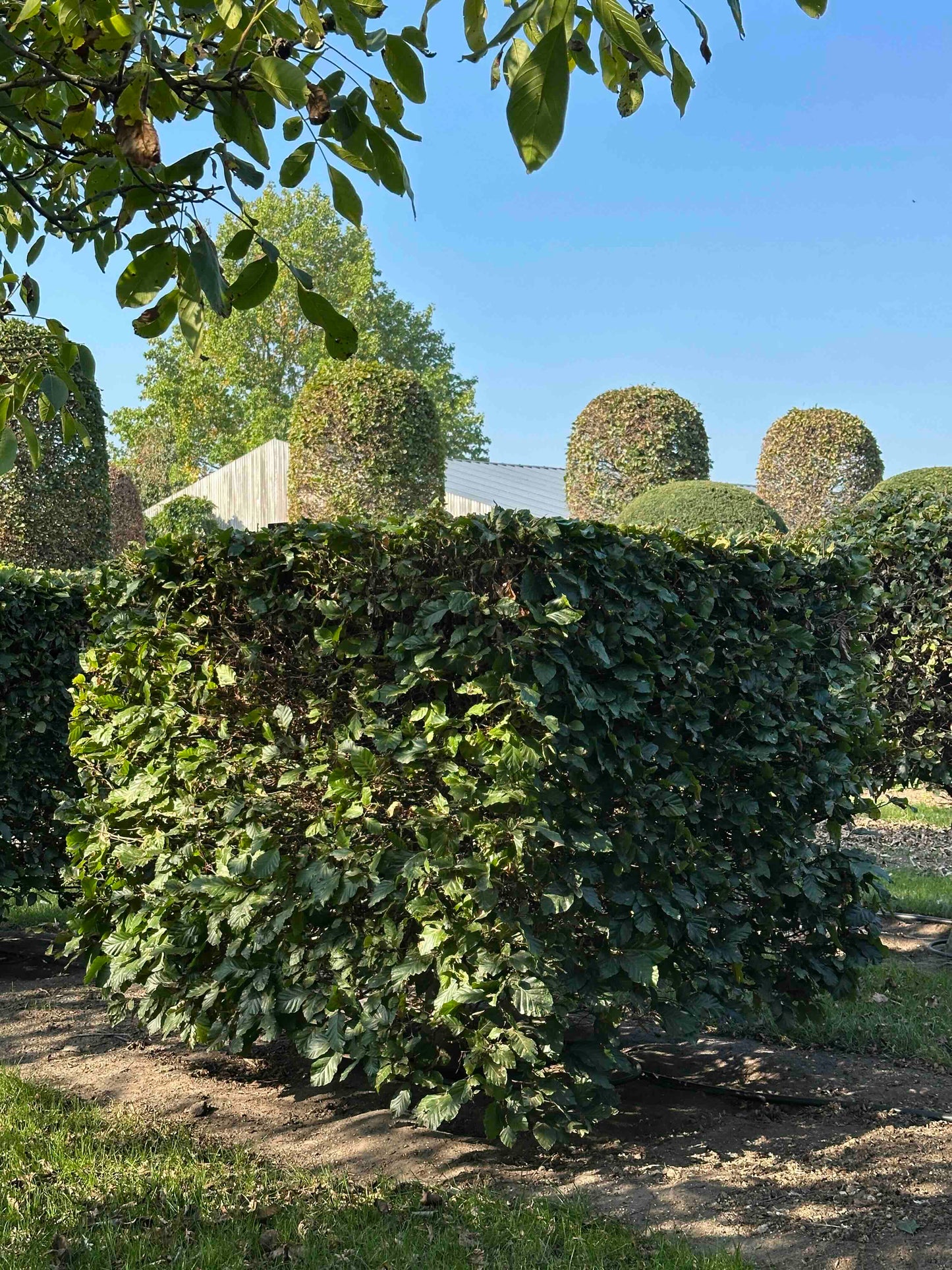 FS TOPIARY #003
