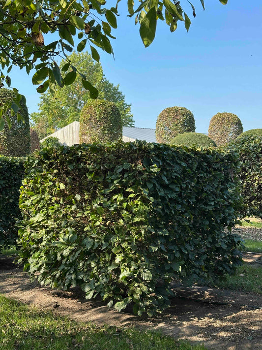 FS TOPIARY #003