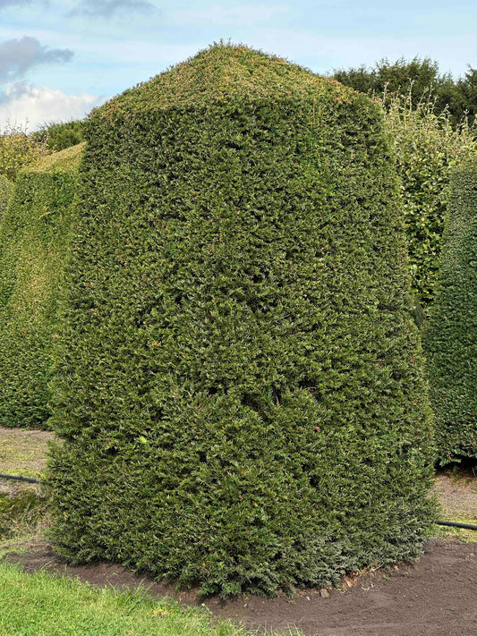 TB TOPIARY #309