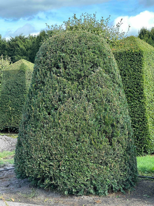 TB TOPIARY #304
